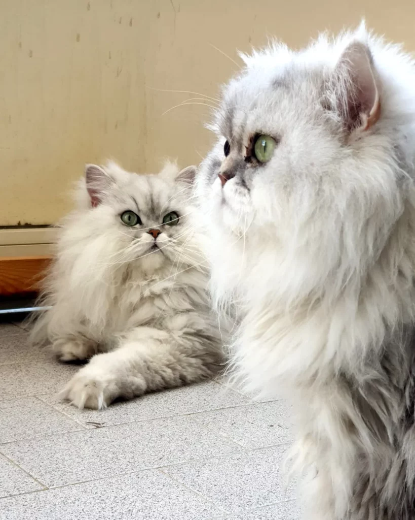 Gatto Persiano Chinchilla — Allevamento Code Fatate Napoli