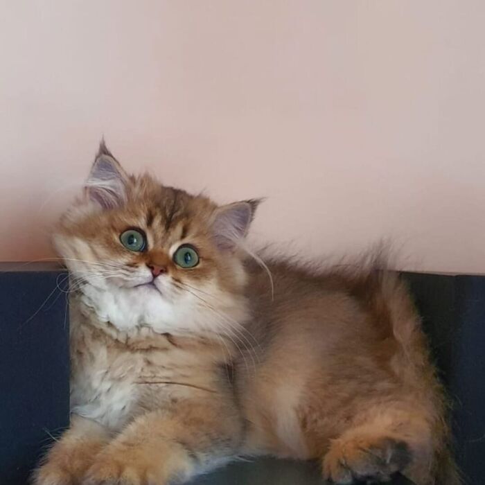 Mya · British Longhair: La principessina Mya da piccolina (4 mesi)