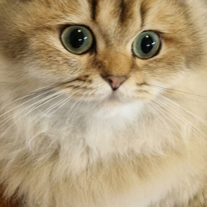 Mya · British Longhair: Mya: un meraviglioso primo piano! 💞