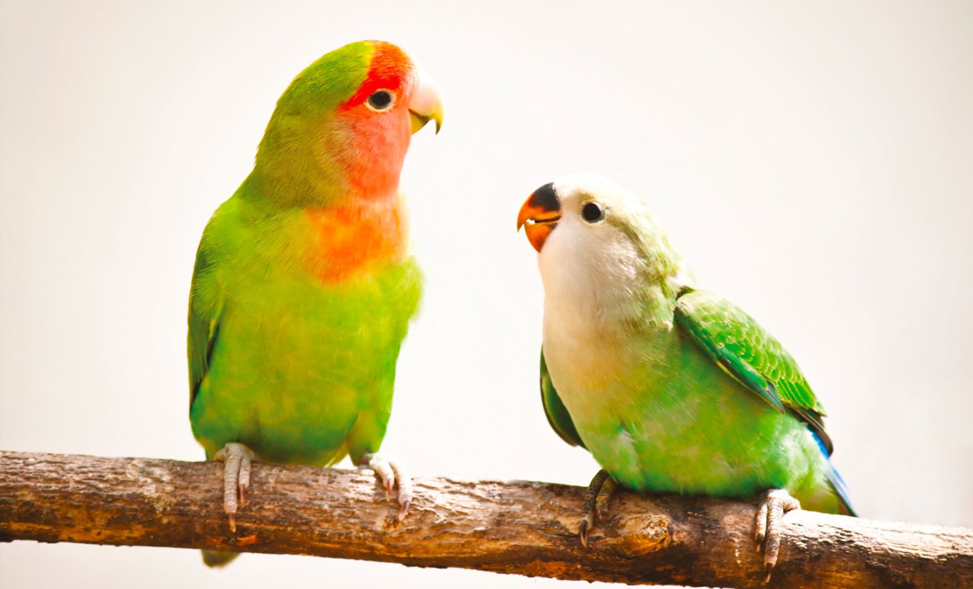 Coppia di Inseparabili Agapornis