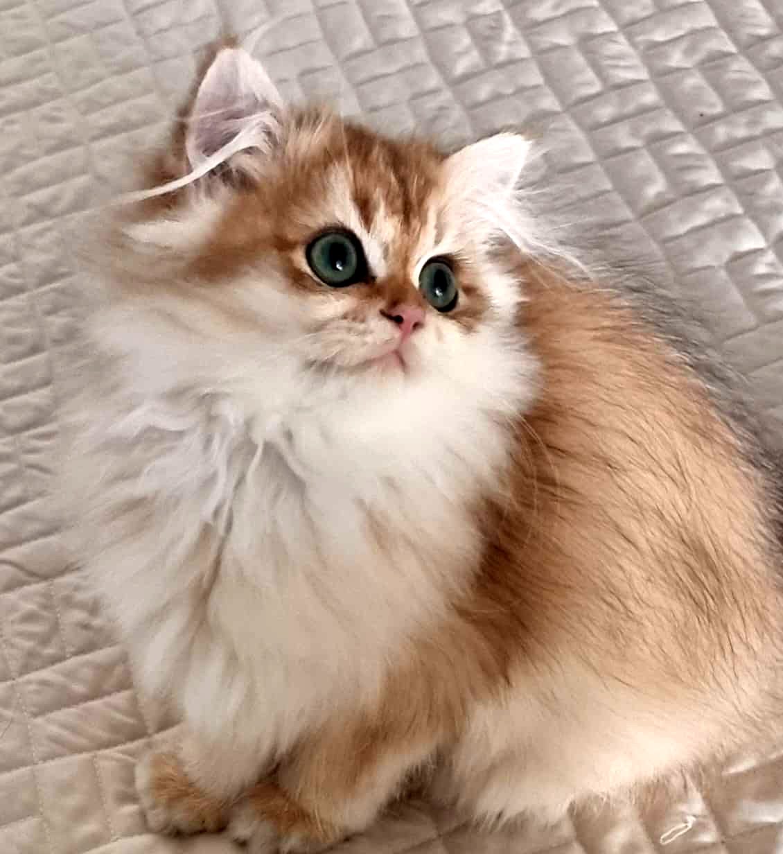 I gatti allevati da Code Fatate: Persiani Chinchilla e British Longhair