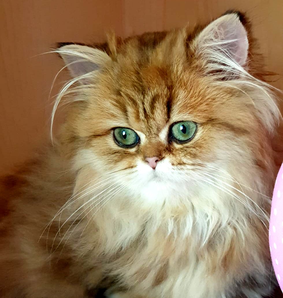 Cucciolo di British Longhair golden di Code Fatate