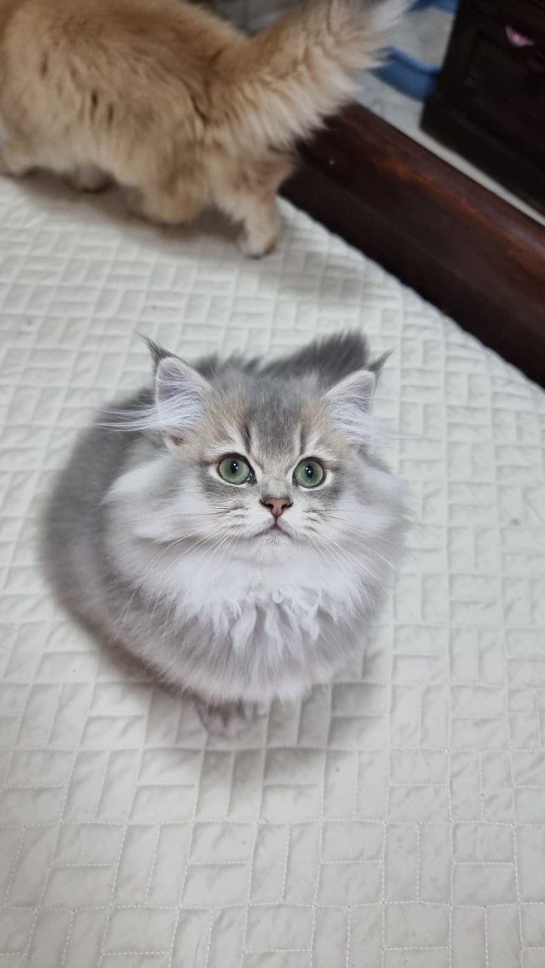 Cucciolo di gatto argento sul letto di casa, a Code Fatate