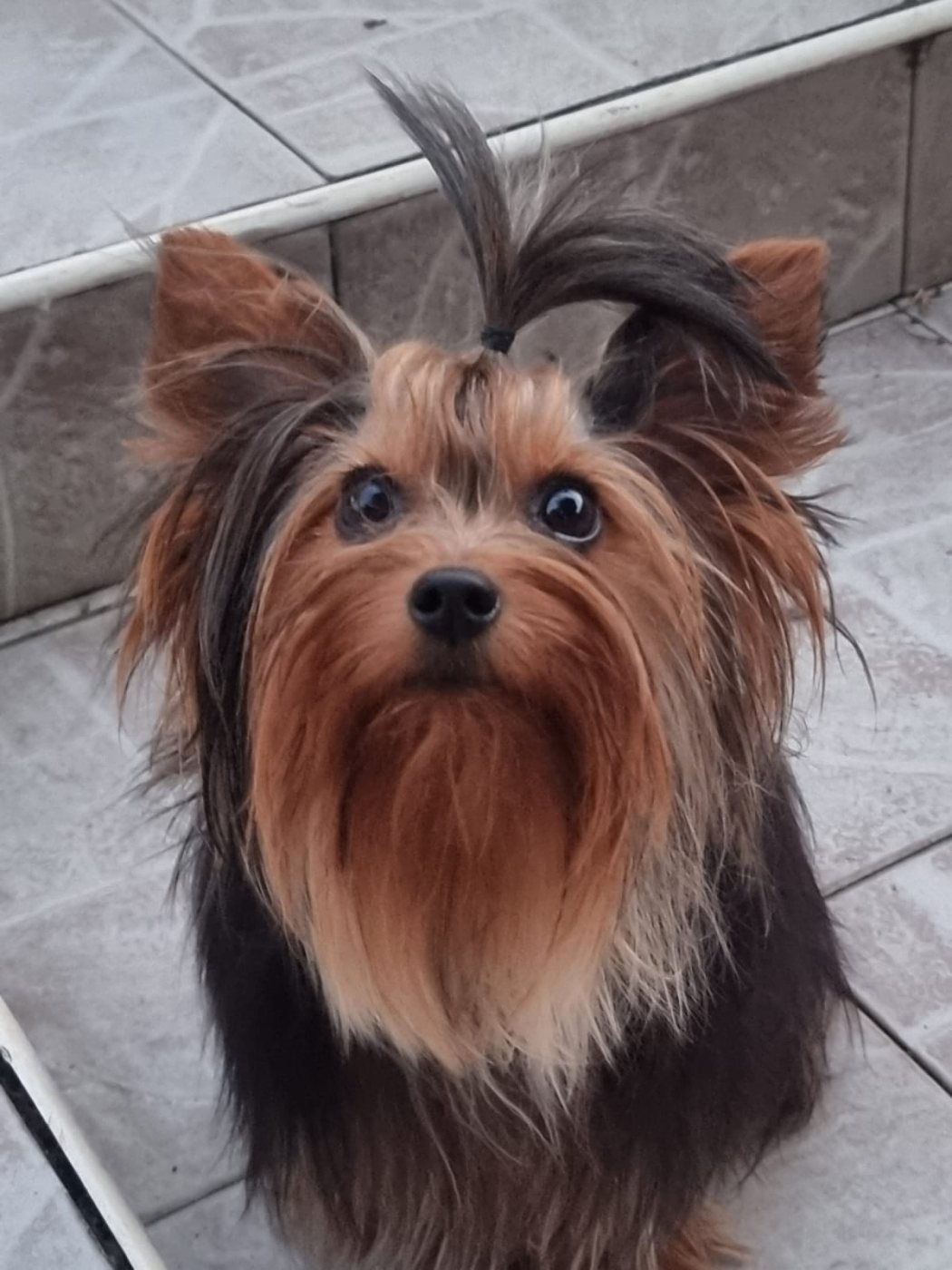 Yorkshire Terrier con il fiocco