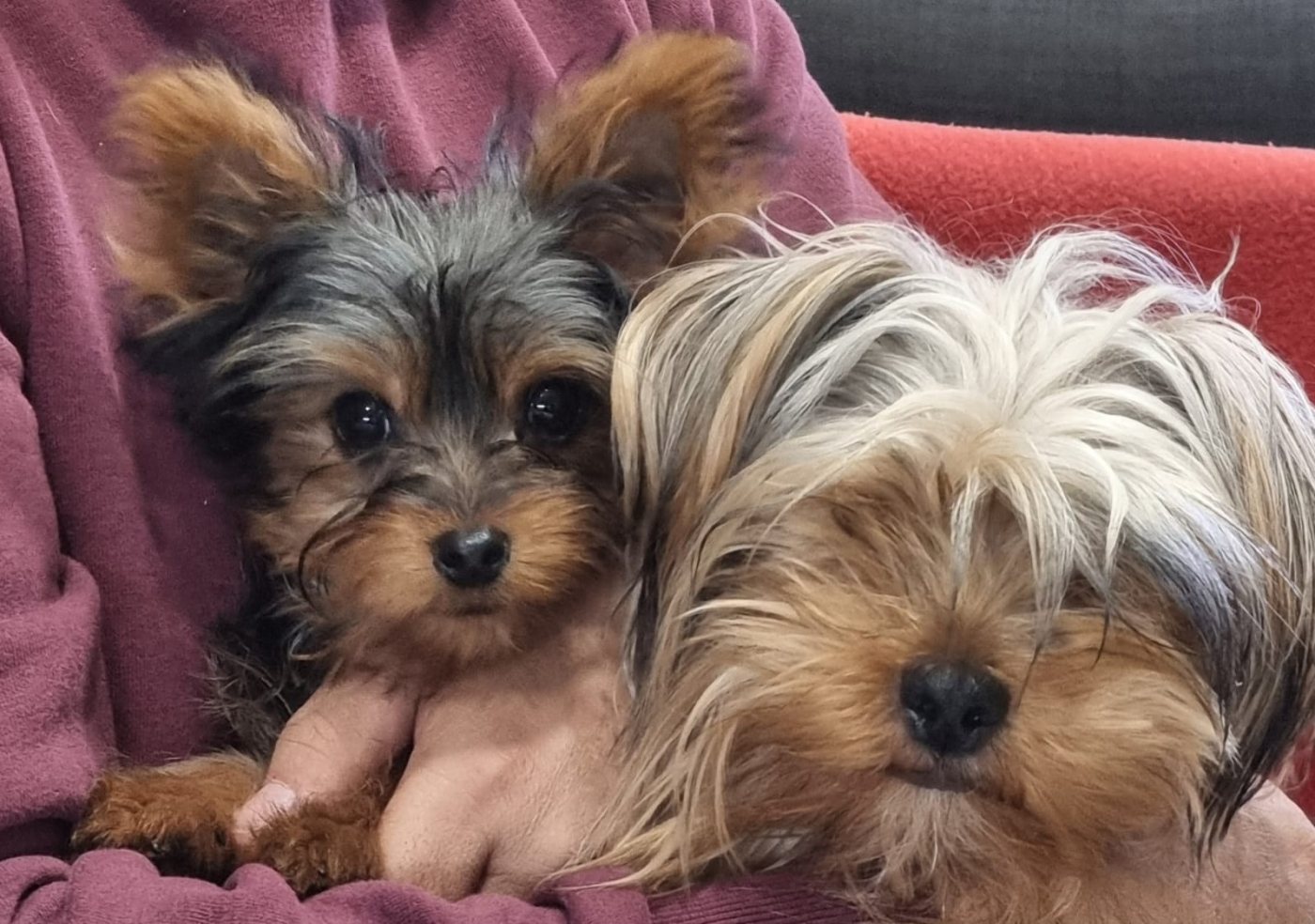 Cuccioli di Yorkshire Terrier di Code Fatate